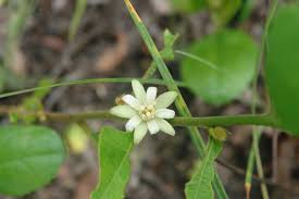 Image result for Paropsia brazzeana