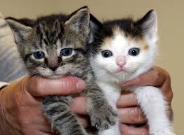 One can however find free kittens. Pets For Adoption At Guardian Angels Cat Rescue Inc In Wayland Ma Petfinder