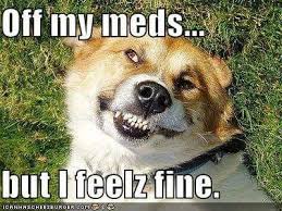 Yep Off My Meds Lol But I Wouldnt Feel Fine Funny Animals Cute Puppy Wallpaper Animals