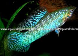 Pin By Haylee On Fish Beautiful Fish Guppy Aquarium Fish