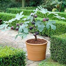 Check spelling or type a new query. How To Grow Figs Planting And Caring For Fig Trees