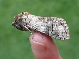 Image result for Cossus cossus