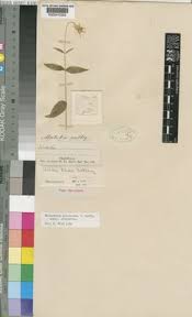 Image result for Lipotriche marlothiana