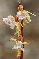 Image result for Satyrium kitimboense