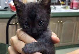Kitten Found In Alley Cuddles Her Way Into Family S Heart Love Meow Little Kittens Kitten Cuddling
