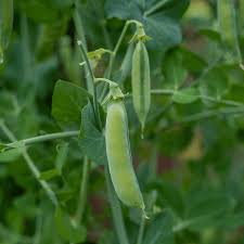 Image result for Pisum sativum