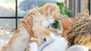 How To Stop Your Dog From Jumping The Humane Society Of The United States