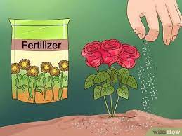 How to grow flowers from seed. How To Grow Flowers From Seed With Pictures Wikihow