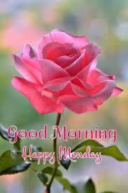 Good morning images have a strange power that can brighten the day just by looking at them. Pin By Maribel Azarce On Good Morning Good Morning Roses Good Morning Beautiful Flowers Good Morning Flowers