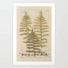 Vintage ferns print set no. Vintage Fern Botanical Art Print By Bluespecsstudio Society6