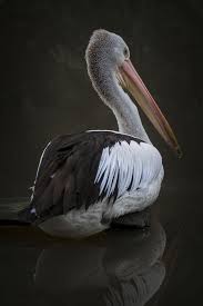 Pelican Sea Birds Pelican Art Pelican Bird