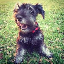 Message me for details and to pick the puppy youve been wishing for! Gunny S Schnauzer Squad Texas Miniature Schnauzer Stud In Tyler Texas