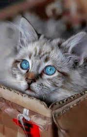 Omg Dengan Gambar Anak Kucing Lucu Kucing Lucu Kucing