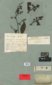 Image result for Austrosynotis rectirama