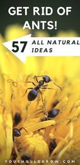 57 All Natural Ways To Get Rid Of Ants You Should Grow Get Rid Of Ants Rid Of Ants Garden Pest Control