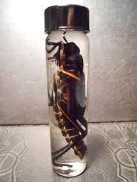 104 Best Anathomy/Skeletons/preserved animals images | Skull ...