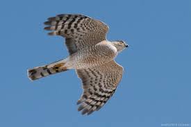 Tuesday's with the hawks nest podcast: Where To See Thousands Of Hawks As They Migrate Through Michigan Mlive Com
