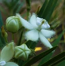 Image result for Kanahia laniflora