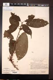 Image result for Maesobotrya