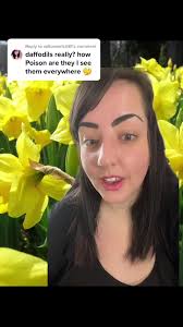 Daffodil Flower Poisonous