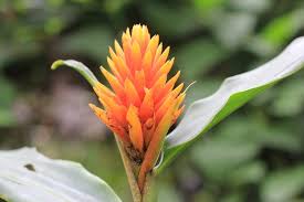 Image result for Renealmia