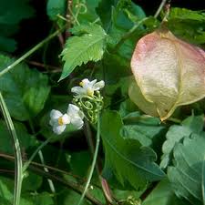 Image result for Cardiospermum