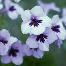 Image result for Streptocarpus kamerunensis