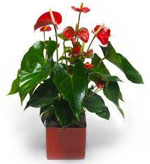 Check spelling or type a new query. Cara Budidaya Tanaman Hias Anthurium Yang Baik Tanaman Hias