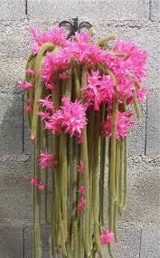Cover the ground around the cactus you are pruning with an old sheet, carpet scraps or newspapers. How To Grow And Care For A Rat Tail Cactus Disocactus Flagelliformis Dummer Garden Manage Gfinger Is The Best Garden Manage App
