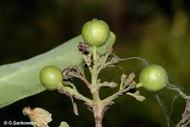 Image result for Pavetta gracillima