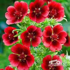 Ecco quali sono le 10 piante sempreverdi più belle e facili da curare per avere in casa un angolo di natura che possa restare verde e rigoglioso per tutto l'inverno. Piante Perenni Fiorite Floricoltura Quaiato Piante Perenni Sempreverde Piante