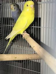 Budgies enjoy eating apples, melon, and even grapes. Birds Cages Food And Accessories By The Pet Lodge In Eltham Se9