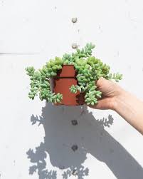 Pro Tip For Donkey Tail Give Them Lots Of Bright Indirect Light Let Them Dry Out Just Until The Leaves Barely Start T Cacti And Succulents Succulents Dried
