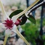 Image result for Strophanthus amboensis