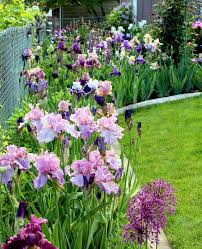 Persian Berry Irises Iris Garden Garden Planning Plants