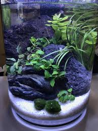 Planted Betta Vase 4 Gallon Betta Fish Tank Betta Fish Care Fish Plants