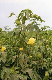 Image result for Gossypium barbadense