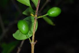 Image result for Canthium inerme