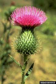 Pin On Thistle Flower A Weed