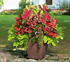 Apr 09, 2020 · beginners may want to start out with the best hanging plants to add color and texture to a front porch or patio. Foliage With Flair Annual Collection Container Flowers Container Gardening Container Plants