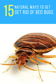 Here are 15 ways to get rid of them naturally. How To Get Rid Of Bed Bugs Forever 15 Natural Ways