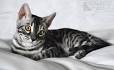 Bengal Kittens & Cats for Sale Near Me | Wild & Sweet Bengals