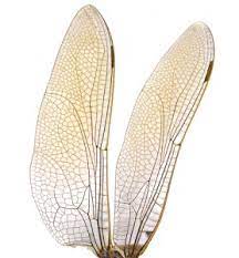 It's quite easy to tell the termites from other insects. Do All Insects Have Wings Colonial Pest Control