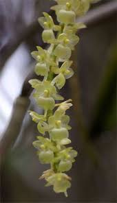 Image result for Rhipidoglossum ovale