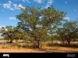 Image result for Colophospermum