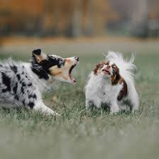 Learn why your new puppy might show signs of aggression & biting, as well as how you can train to him to stop this behavior. Aggressive Puppy Warning Signs Snarling Growling Snapping And Lunging