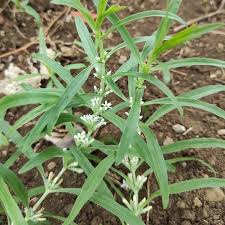 Image result for Enicostema