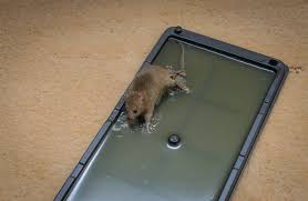 The things don't work, they are a waste of money. Best Mouse Glue Traps Insect Cop
