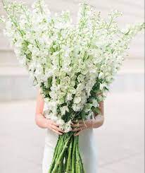 Buy Cream White Stock Fresh Bulk Flower At Wholesale White Wedding Flowers Centerpieces Stock Flower Delphinium Flowers