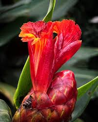 Image result for Costus subbiflorus